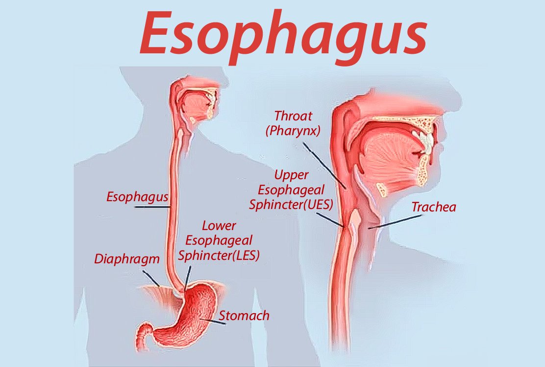 esophagus-for-Esophageal-Surgery