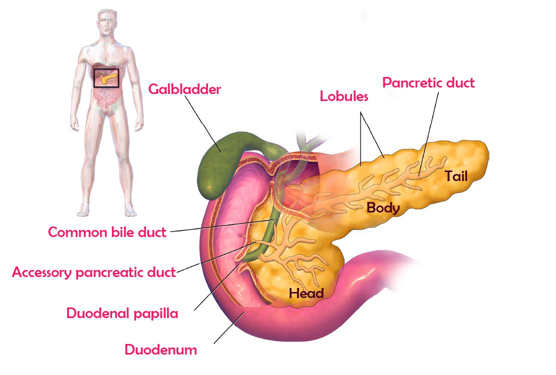 pancreas-for-pancreatic-surgery-in-turkey (1)