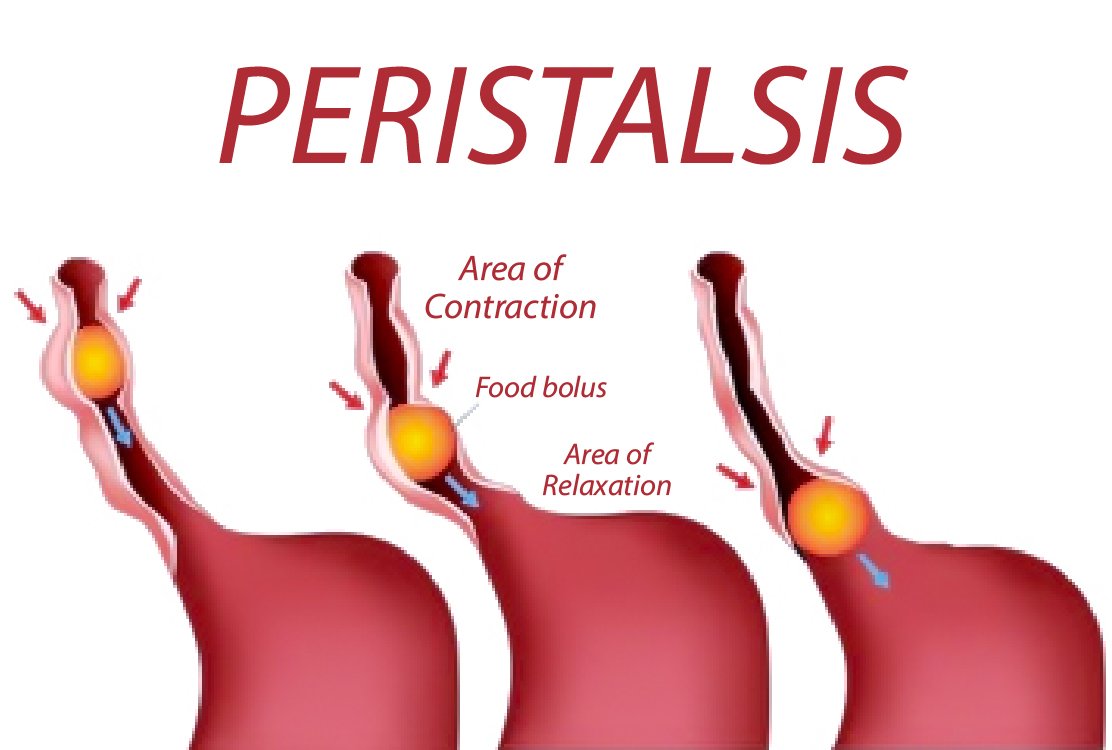 perilstasis-for-Esophageal-Surgery