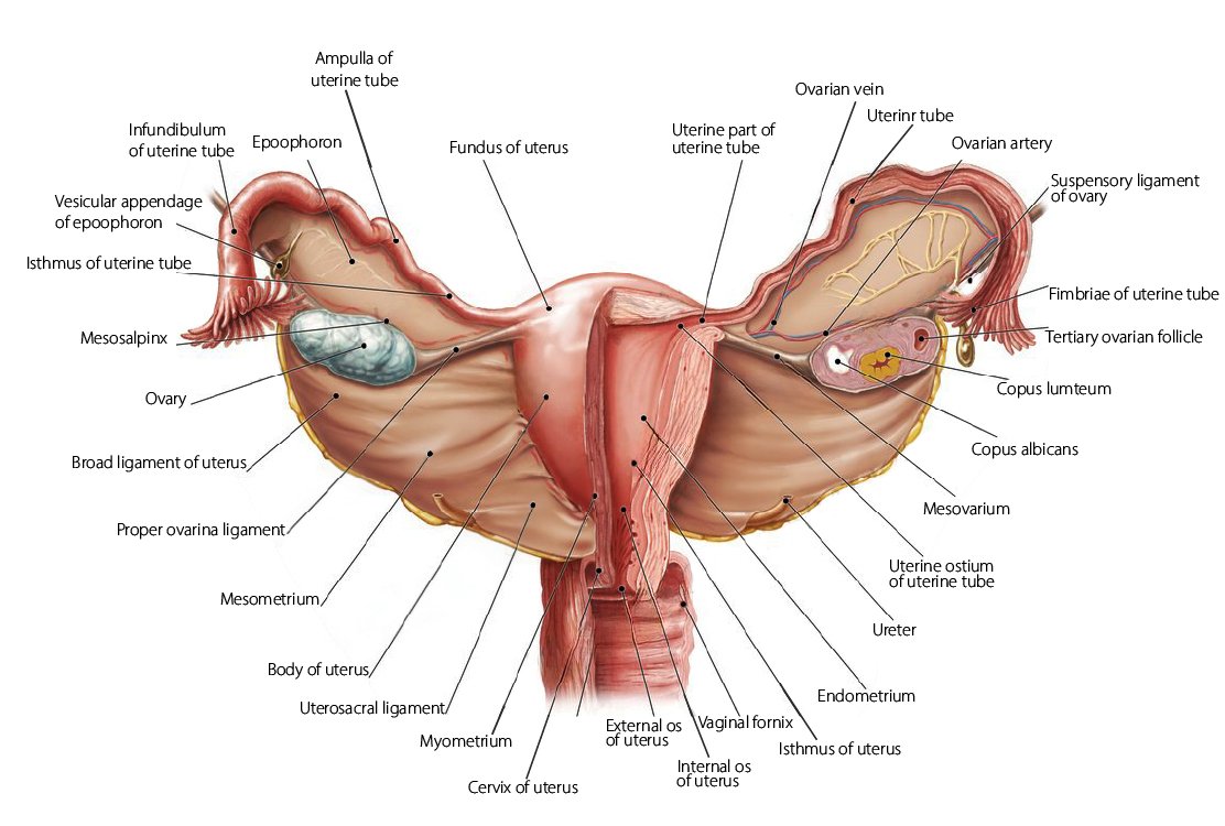 Uterus-anatomy-for-Hysterectomy-in-Turkey